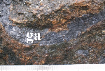 "Sznurowa" żyła galeny (ga) w dolomicie z kopalni Matylda; grubość żyły ok. 1 cm; okaz z Muzeum w Chrzanowie (ogródek geologiczny), fot. Piotr Grzegorzek.